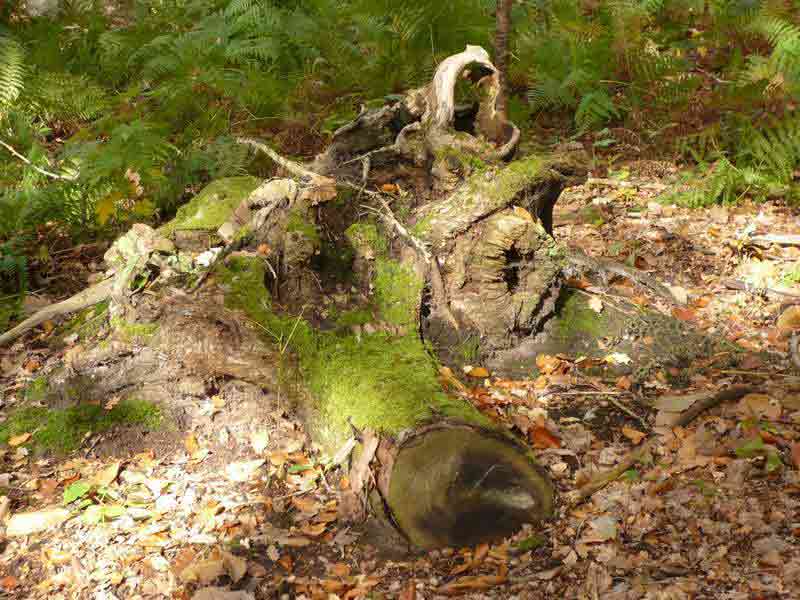 О мульчировании осенью О мульчировании осенью