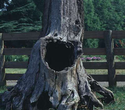 О мульчировании осенью О мульчировании осенью