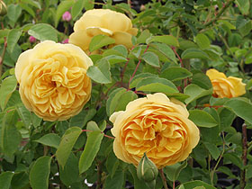 Фото Нежные пионы и тюльпаны выложены на деревянных досках