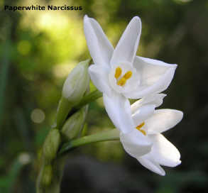 Нарцисс