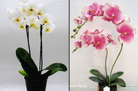 Выращивание орхидеи в домашних условиях