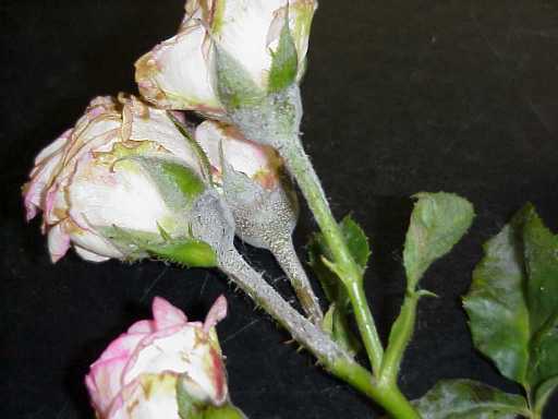 Болезни и вредители роз