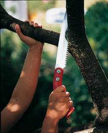 Обрезка деревьев - важные мелочи Обрезка деревьев - важные мелочи