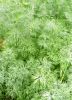 DILL_4064_24.JPG