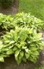 Имя файла=HOSTA_1320_14.jpg
Размер файла=181КБ
Размеры=283x431
Дата=Апр 09, 2010 HOSTA_1320_14.jpg