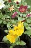 Имя файла=MIMULUS_1262_02.jpg
Размер файла=118КБ
Размеры=283x437
Дата=Апр 08, 2010 MIMULUS_1262_02.jpg