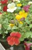 Имя файла=MIMULUS_1262_03.jpg
Размер файла=133КБ
Размеры=283x431
Дата=Апр 08, 2010 MIMULUS_1262_03.jpg