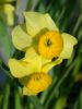 Имя файла=Narcissus Sundial.jpg
Размер файла=55КБ
Размеры=480x640
Дата=Апр 16, 2010 Narcissus Sundial.jpg
