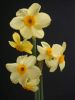 Имя файла=Narcissus Bobbysoxer.jpg
Размер файла=55КБ
Размеры=480x640
Дата=Апр 16, 2010 Narcissus Bobbysoxer.jpg