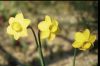 Narcissus Pequenita.jpg