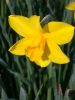Имя файла=Narcissus Sweetness.jpg
Размер файла=57КБ
Размеры=480x640
Дата=Апр 16, 2010 Narcissus Sweetness.jpg