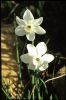 Имя файла=Narcissus Xit.jpg
Размер файла=40КБ
Размеры=512x768
Дата=Апр 16, 2010 Narcissus Xit.jpg