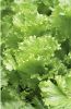 Имя файла=SALAT_1556_8.JPG
Размер файла=131КБ
Размеры=283x435
Дата=Апр 09, 2010 SALAT_1556_8.JPG