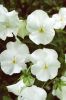 Имя файла=VIOLA_1192_20.JPG
Размер файла=102КБ
Размеры=283x428
Дата=Апр 06, 2010 VIOLA_1192_20.JPG