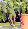 eggplants5.jpg