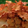 Имя файла=heuchera_caramel.jpg
Размер файла=16КБ
Размеры=250x250
Дата=Апр 06, 2010 heuchera_caramel.jpg