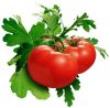 tomatoes1.jpg
