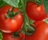 tomatoes3.jpg
