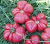 tomatoes4.jpg